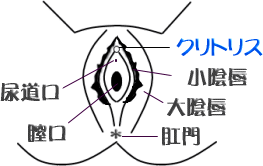 大人のおもちゃショップ若葉ブログ